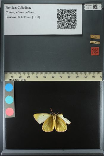 Media type: image;   Entomology 191984